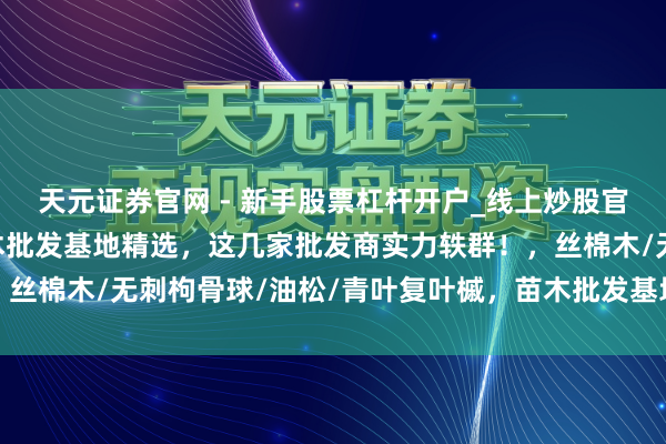 天元证券官网 - 新手股票杠杆开户_线上炒股官网配资注册 2025苗木批发基地精选，这几家批发商实力轶群！，丝棉木/无刺枸骨球/油松/青叶复叶槭，苗木批发基地批发商推选分析
